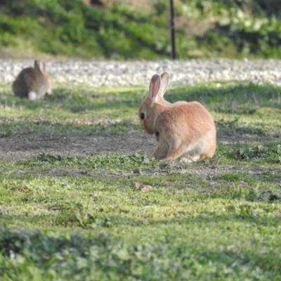 Oryctolagus cuniculus (European Rabbit) at Sullivans Creek, Acton - 26 Aug 2016 by RyuCallaway