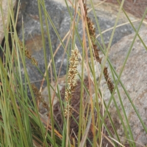 Carex appressa at Fadden, ACT - 27 Aug 2016