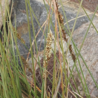 Carex appressa (Tall Sedge) at Fadden, ACT - 26 Aug 2016 by RyuCallaway