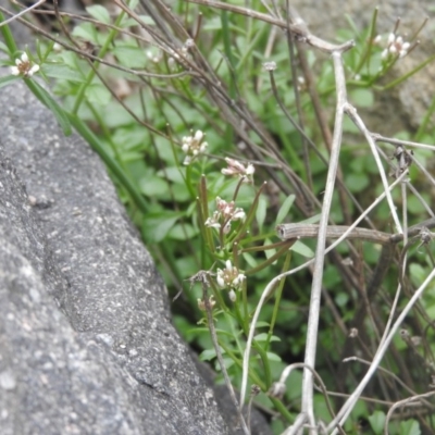 Cardamine hirsuta (Common Bittercress, Hairy Woodcress) at Fadden, ACT - 27 Aug 2016 by ArcherCallaway