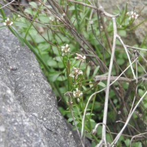 Cardamine hirsuta at Fadden, ACT - 27 Aug 2016