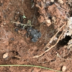 Uperoleia laevigata (Smooth Toadlet) at Mount Majura - 7 Oct 2016 by AaronClausen