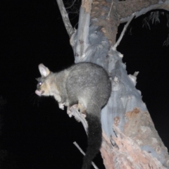 Trichosurus vulpecula (Common Brushtail Possum) at Fadden, ACT - 27 Aug 2016 by ArcherCallaway