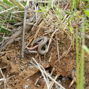 Aprasia parapulchella at Molonglo River Reserve - suppressed