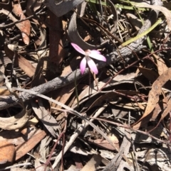 Caladenia fuscata (Dusky Fingers) at Black Mountain - 6 Oct 2016 by kotch