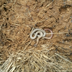 Aprasia parapulchella (Pink-tailed Worm-lizard) at Molonglo River Reserve - 7 Oct 2016 by RichardMilner