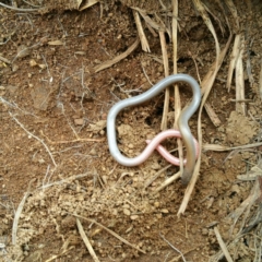 Aprasia parapulchella (Pink-tailed Worm-lizard) at Molonglo River Reserve - 7 Oct 2016 by RichardMilner