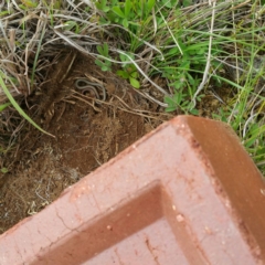 Aprasia parapulchella at Molonglo River Reserve - 7 Oct 2016