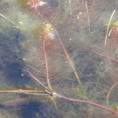 Myriophyllum sp. (Water-milfoil) at Cavan, NSW - 28 Aug 2016 by ArcherCallaway