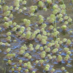 Myriophyllum sp. at Cavan, NSW - 28 Aug 2016