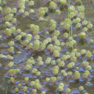 Myriophyllum sp. at Cavan, NSW - 28 Aug 2016