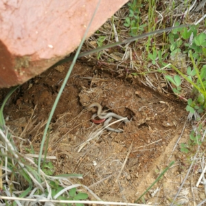 Aprasia parapulchella at Molonglo River Reserve - 7 Oct 2016