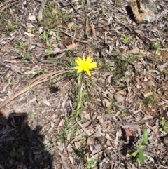 Microseris walteri (Yam Daisy, Murnong) at Point 80 - 6 Oct 2016 by kotch