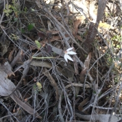 Caladenia fuscata (Dusky Fingers) at Point 80 - 6 Oct 2016 by kotch