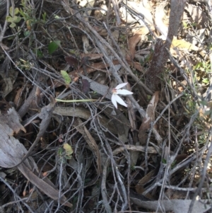 Caladenia fuscata at Point 80 - 6 Oct 2016