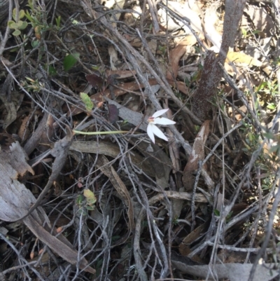 Caladenia fuscata (Dusky Fingers) at O'Connor, ACT - 6 Oct 2016 by kotch