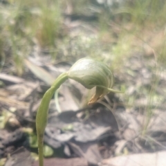 Pterostylis nutans (Nodding Greenhood) at Black Mountain - 5 Oct 2016 by gregbaines