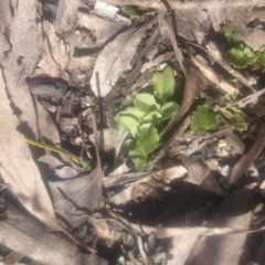 Pterostylis nutans at Canberra Central, ACT - 5 Oct 2016