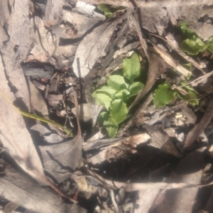 Pterostylis nutans at Canberra Central, ACT - 5 Oct 2016