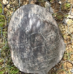 Chelodina longicollis (Eastern Long-necked Turtle) at Mulligans Flat - 7 Oct 2016 by CedricBear