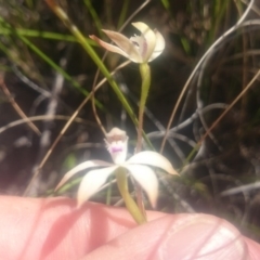 Caladenia ustulata (Brown Caps) at Canberra Central, ACT - 5 Oct 2016 by gregbaines
