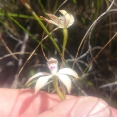 Caladenia ustulata (Brown Caps) at Point 4855 - 5 Oct 2016 by gregbaines