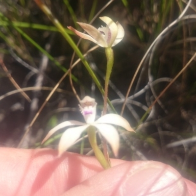 Caladenia ustulata (Brown Caps) at Canberra Central, ACT - 5 Oct 2016 by gregbaines