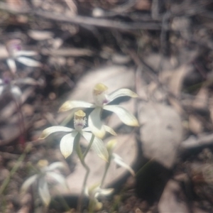 Caladenia ustulata at Point 4855 - 5 Oct 2016