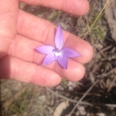 Glossodia major (Wax Lip Orchid) at Black Mountain - 5 Oct 2016 by gregbaines