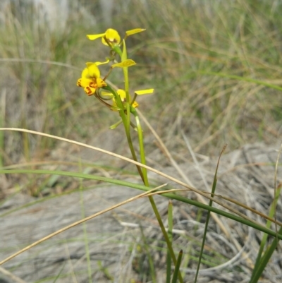 Diuris nigromontana (Black Mountain Leopard Orchid) at Canberra Central, ACT - 6 Oct 2016 by nic.mikhailovich