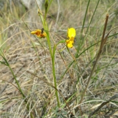 Diuris nigromontana at Canberra Central, ACT - 7 Oct 2016