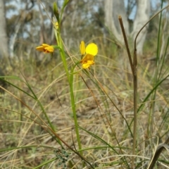 Diuris nigromontana at Canberra Central, ACT - 7 Oct 2016