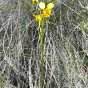 Diuris nigromontana at Canberra Central, ACT - 7 Oct 2016