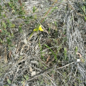 Diuris nigromontana at Canberra Central, ACT - 7 Oct 2016