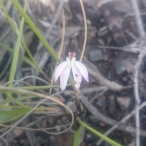 Caladenia fuscata at Undefined Area - suppressed