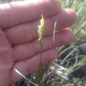 Bunochilus umbrinus (ACT) = Pterostylis umbrina (NSW) at suppressed - 5 Oct 2016