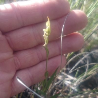 Bunochilus umbrinus (ACT) = Pterostylis umbrina (NSW) (Broad-sepaled Leafy Greenhood) by gregbaines