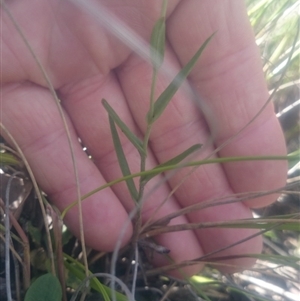 Bunochilus umbrinus (ACT) = Pterostylis umbrina (NSW) at suppressed - 5 Oct 2016