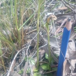 Pterostylis sp. at Point 4855 - 5 Oct 2016