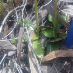 Pterostylis sp. at Point 4855 - 5 Oct 2016