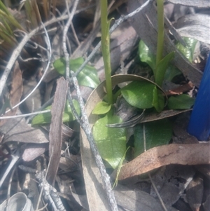 Pterostylis sp. at Point 4855 - 5 Oct 2016