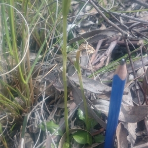 Pterostylis sp. at Point 4855 - 5 Oct 2016