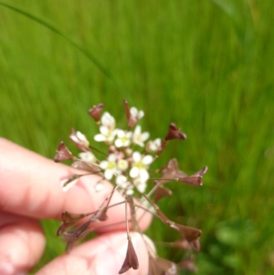 Capsella bursa-pastoris (Shepherd's Purse) at ANU Liversidge Precinct - 6 Oct 2016 by TimYiu