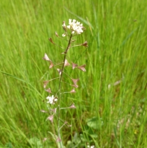 Capsella bursa-pastoris at Acton, ACT - 6 Oct 2016