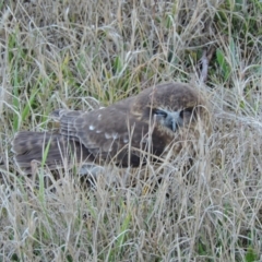 Ninox boobook (Southern Boobook) at ANU Liversidge Precinct - 27 Jul 2015 by TimYiu