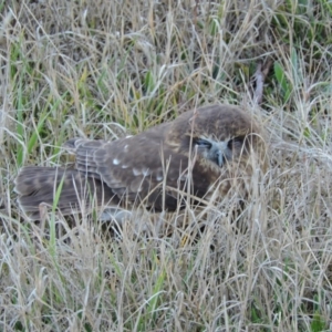 Ninox boobook at Acton, ACT - 28 Jul 2015 09:33 AM