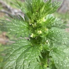 Urtica urens (Small Nettle) at Mount Ainslie - 6 Oct 2016 by SilkeSma