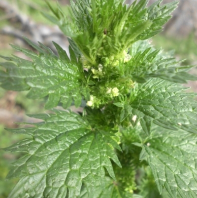 Urtica urens (Small Nettle) at Majura, ACT - 7 Oct 2016 by SilkeSma