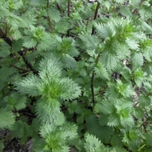 Urtica urens at Majura, ACT - 7 Oct 2016