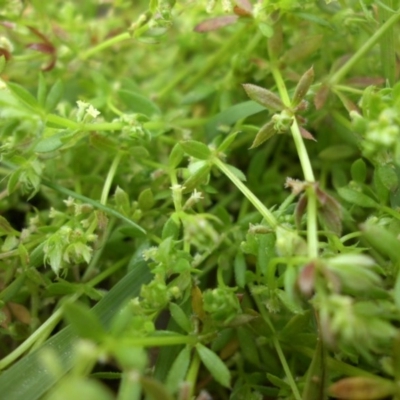 Galium murale (Small Bedstraw) at Mount Ainslie - 6 Oct 2016 by SilkeSma